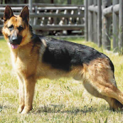Adult GSD Male