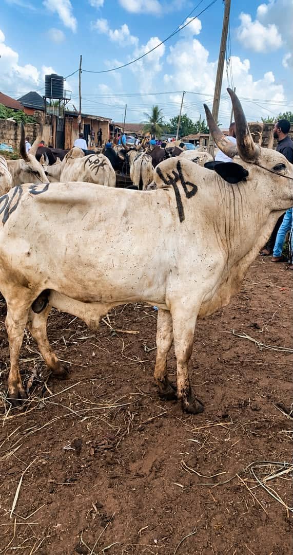 Cow