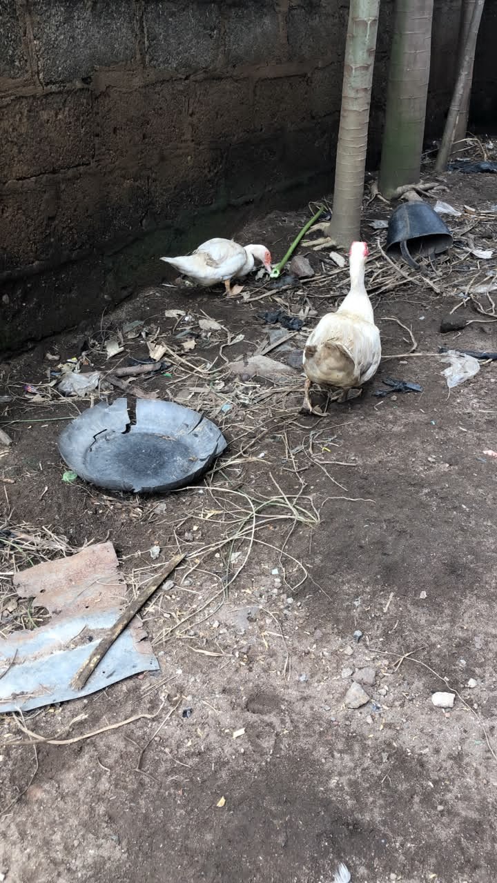 Male and female duck