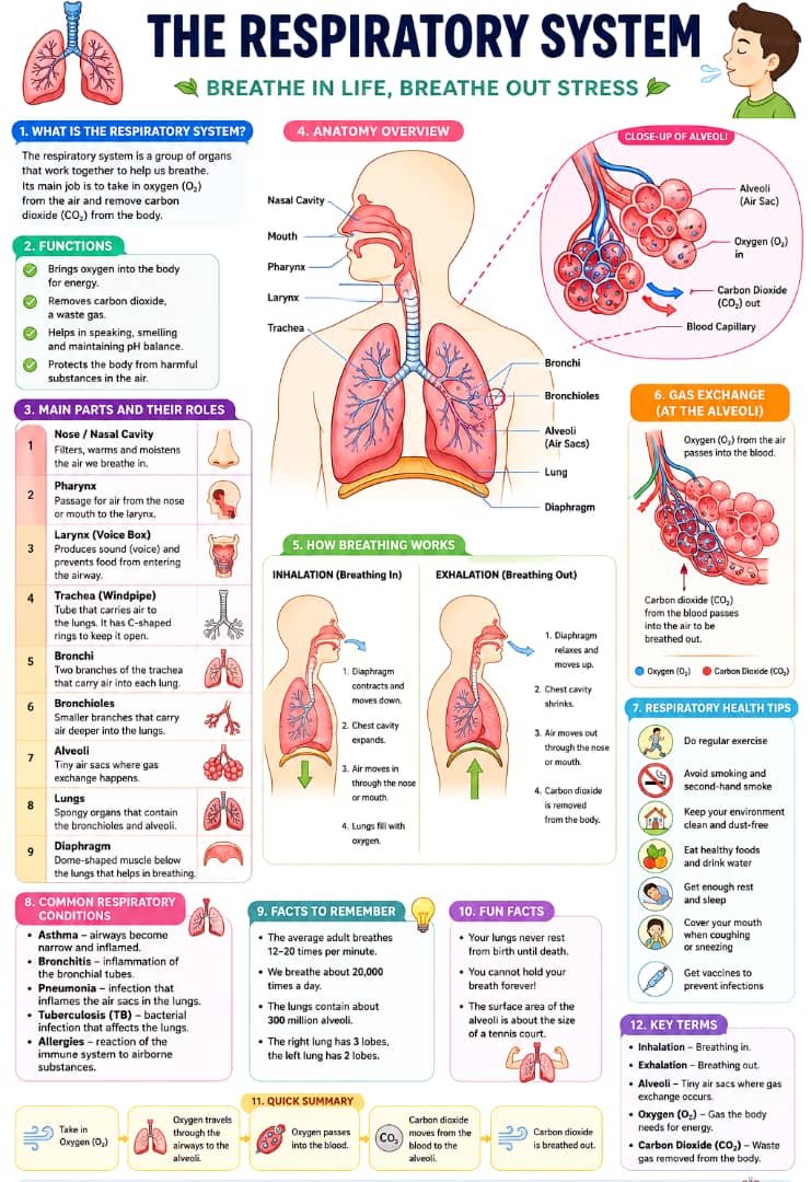 Easy to understand Infographics for learning anything from the scratch