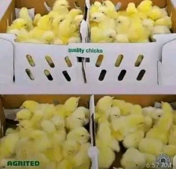 Ugbedeojo poultry farm  we sell day old chicks, Local Turkey, duck, guinea fowl, and Foreign Turkeys