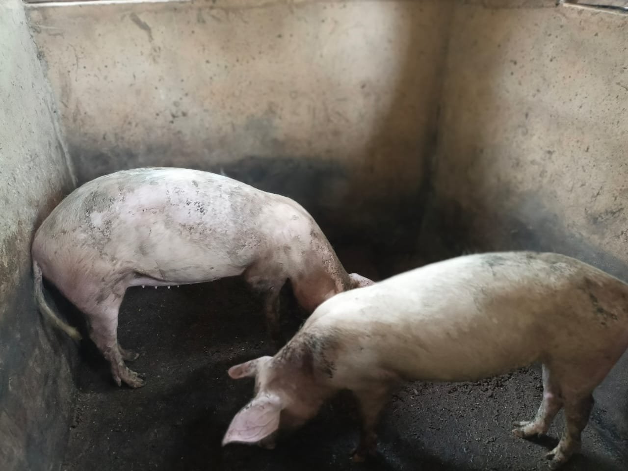 Pig