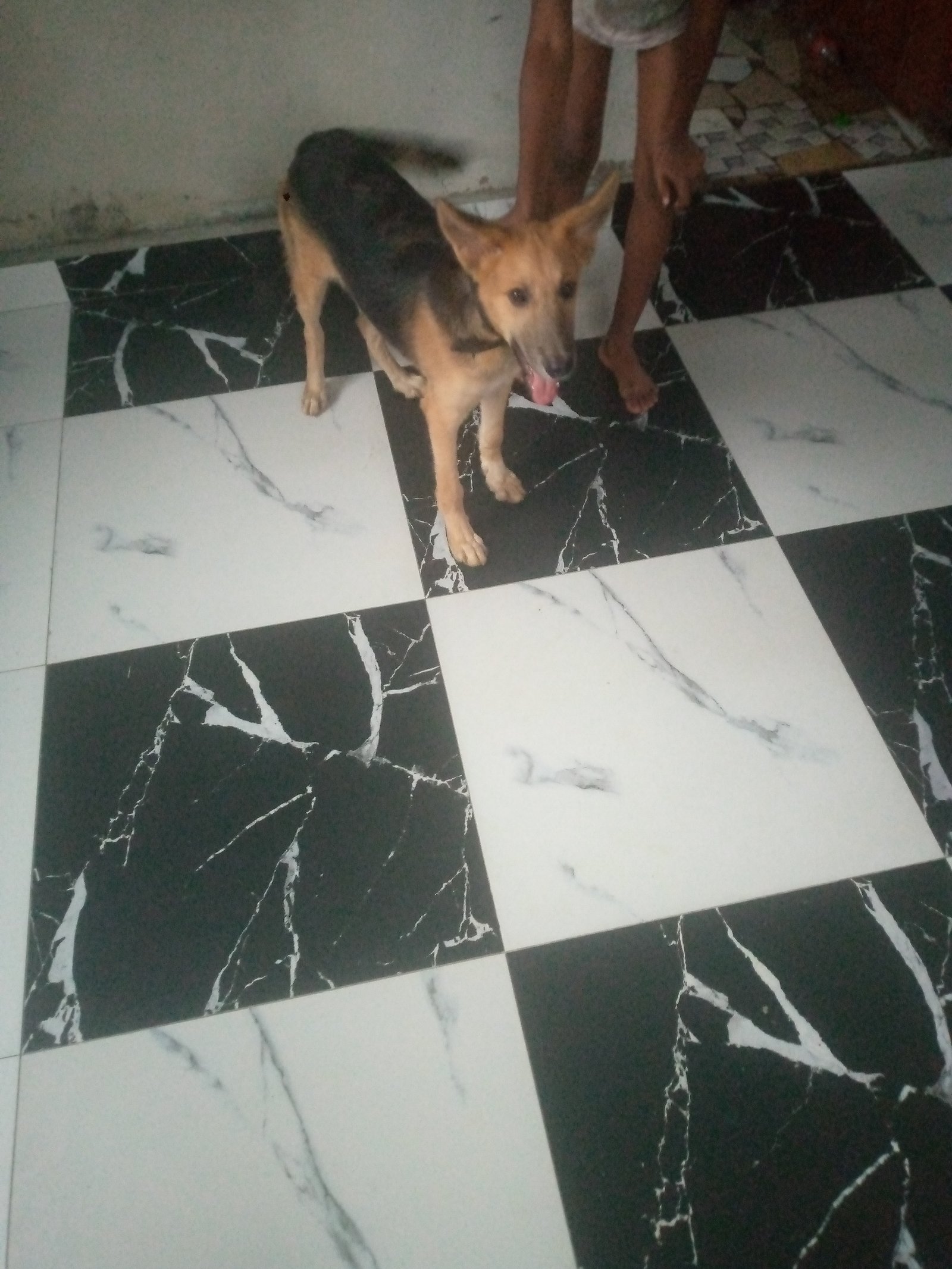 Dog