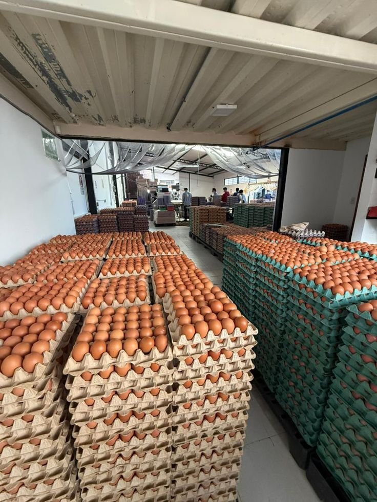 Fresh Eggs