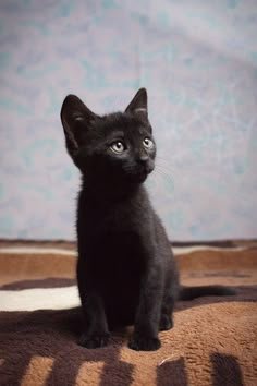 White and black baby kittens