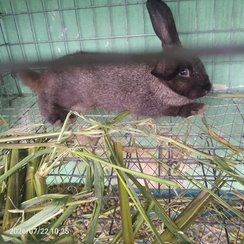 Rabbits for meat, breeding
