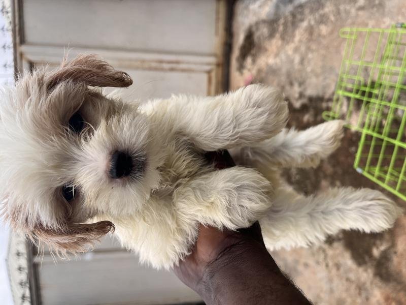 Lhasa Apso Puppies