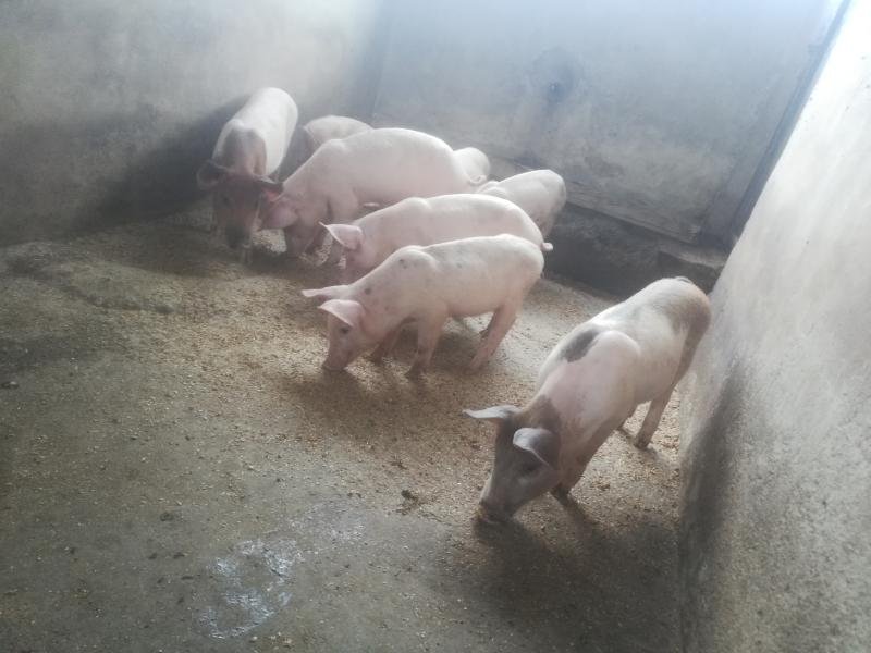 Piglets