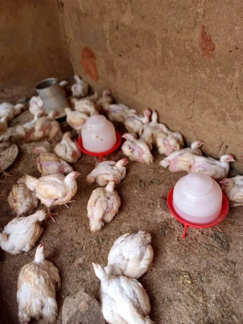 Chickens 🍗  Available for sale WhatsApp or call 08166659629