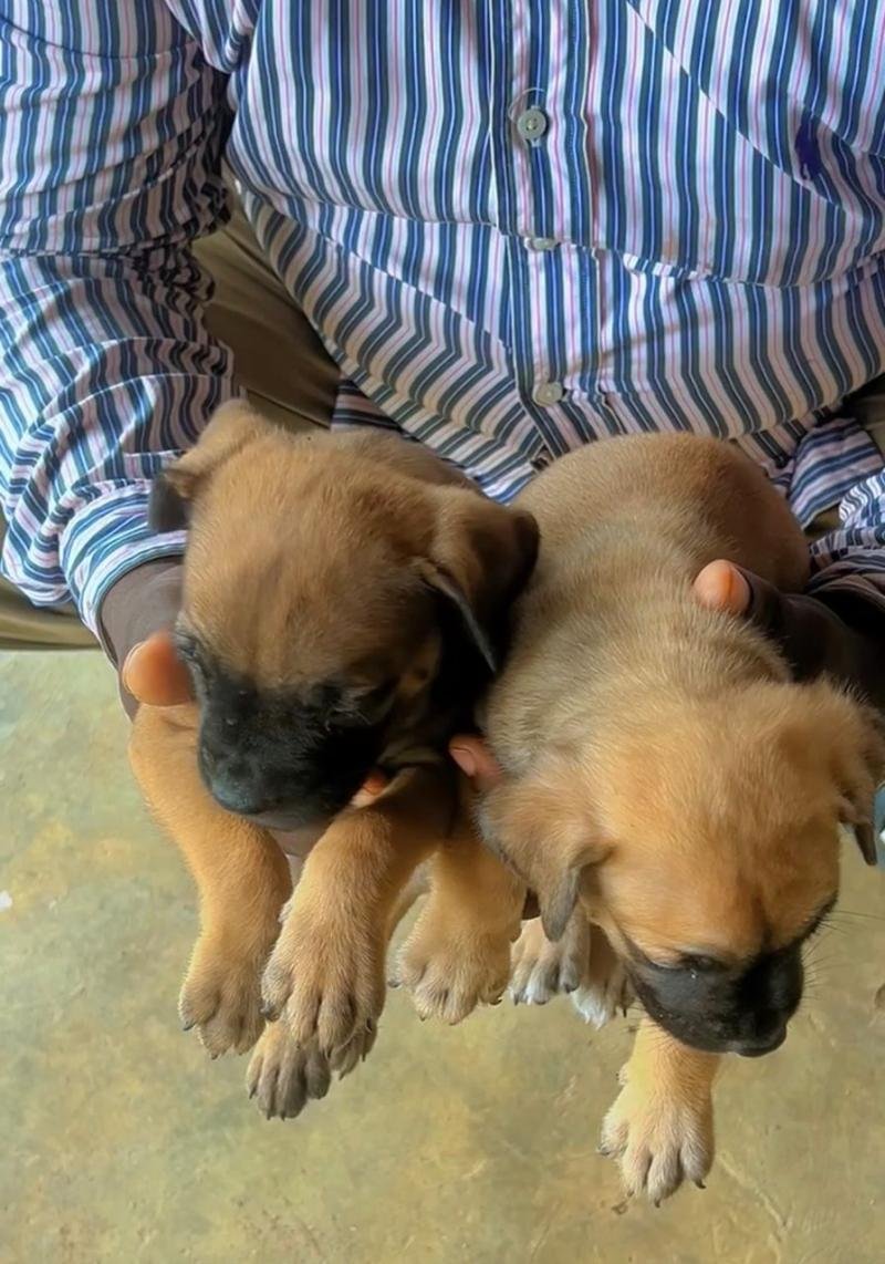 My boerboel