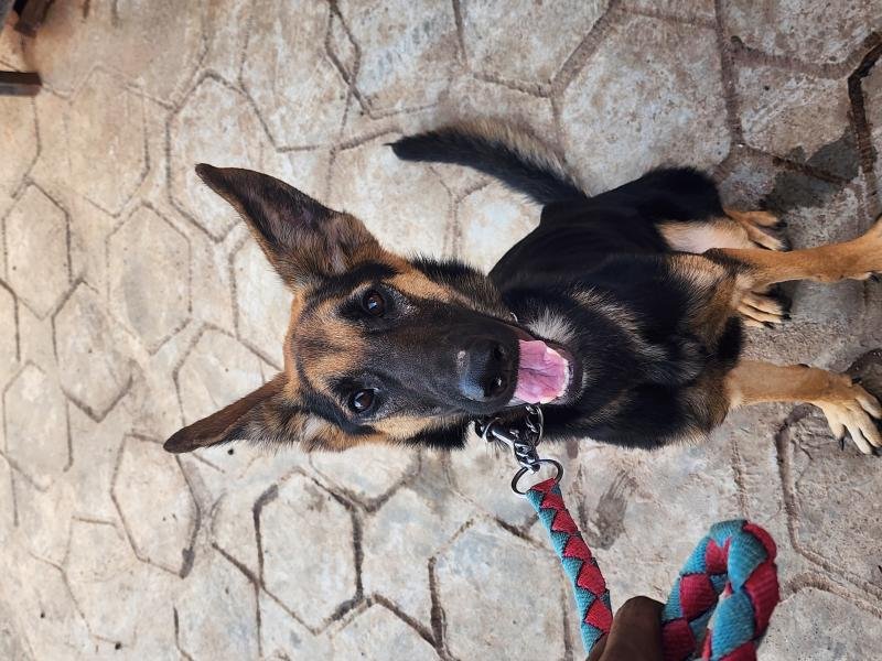 Female 1 years+ German Shepherd