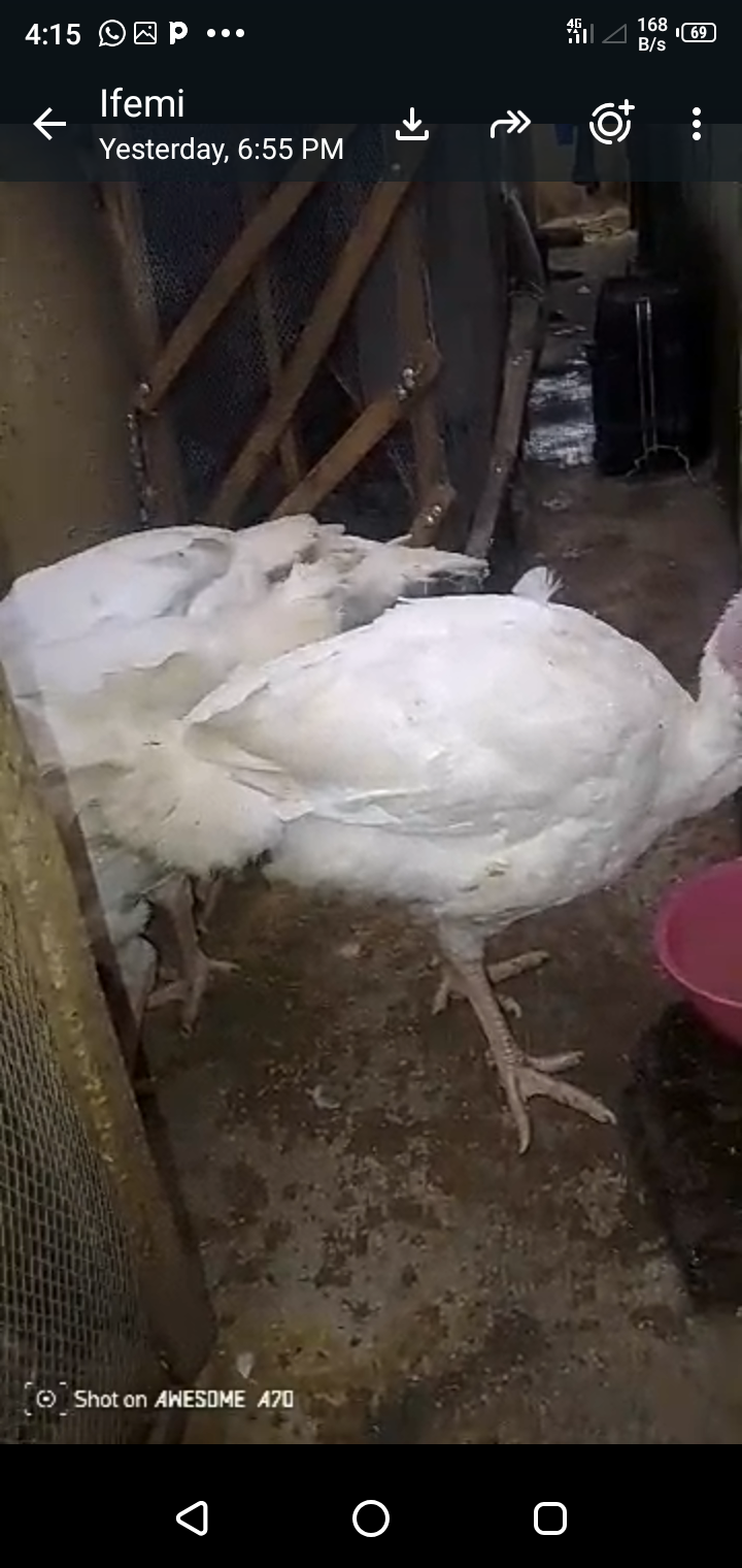 Foreign Turkeys