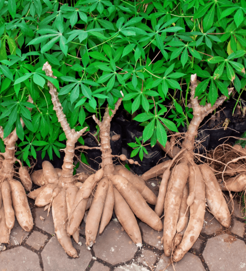 Cassava tubers