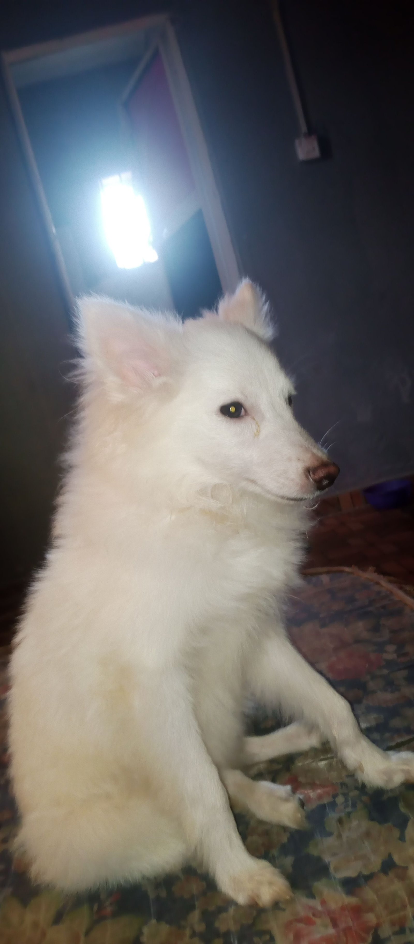 Eskimo dog