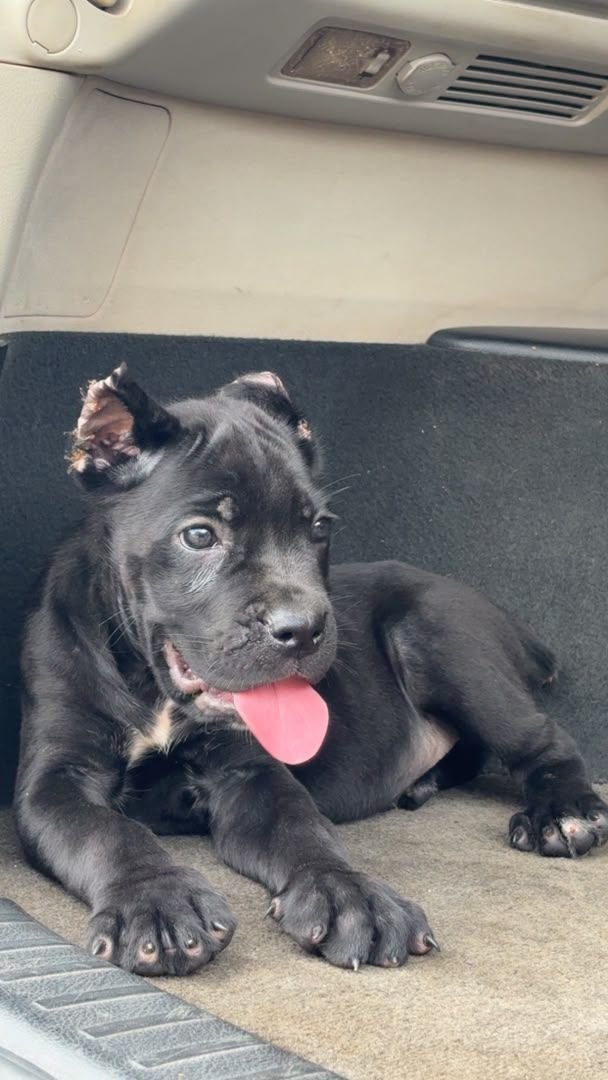 7 weeks old cane Corso pups for sale in ibadan