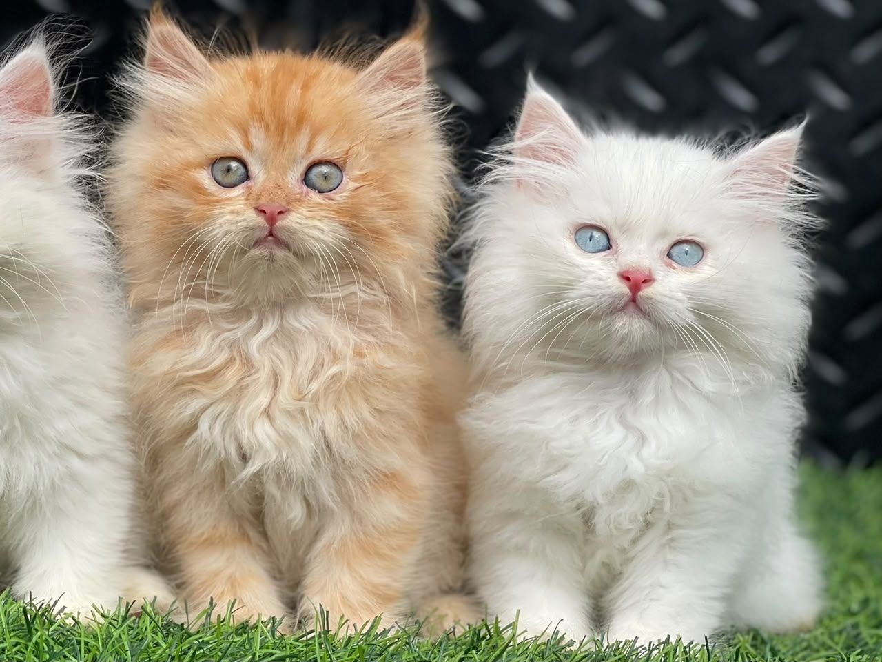 Top quality Persian male kittens for sale in ibadan