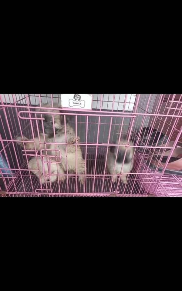 Quality Lhasa pup for sale in portharcourt