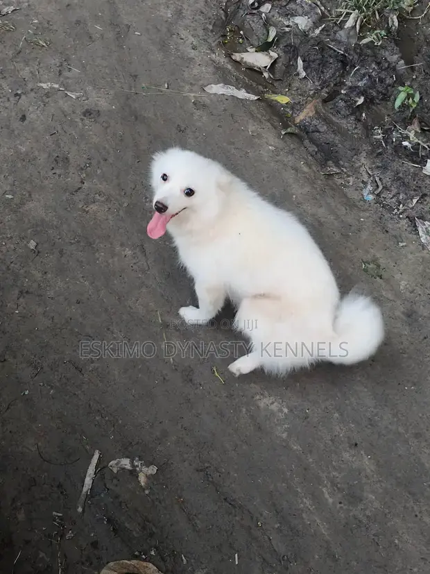 Mature and fully vaccinated Female Eskimo parlour dog