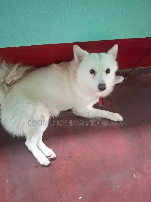 Male fully vaccinated Eskimo dog