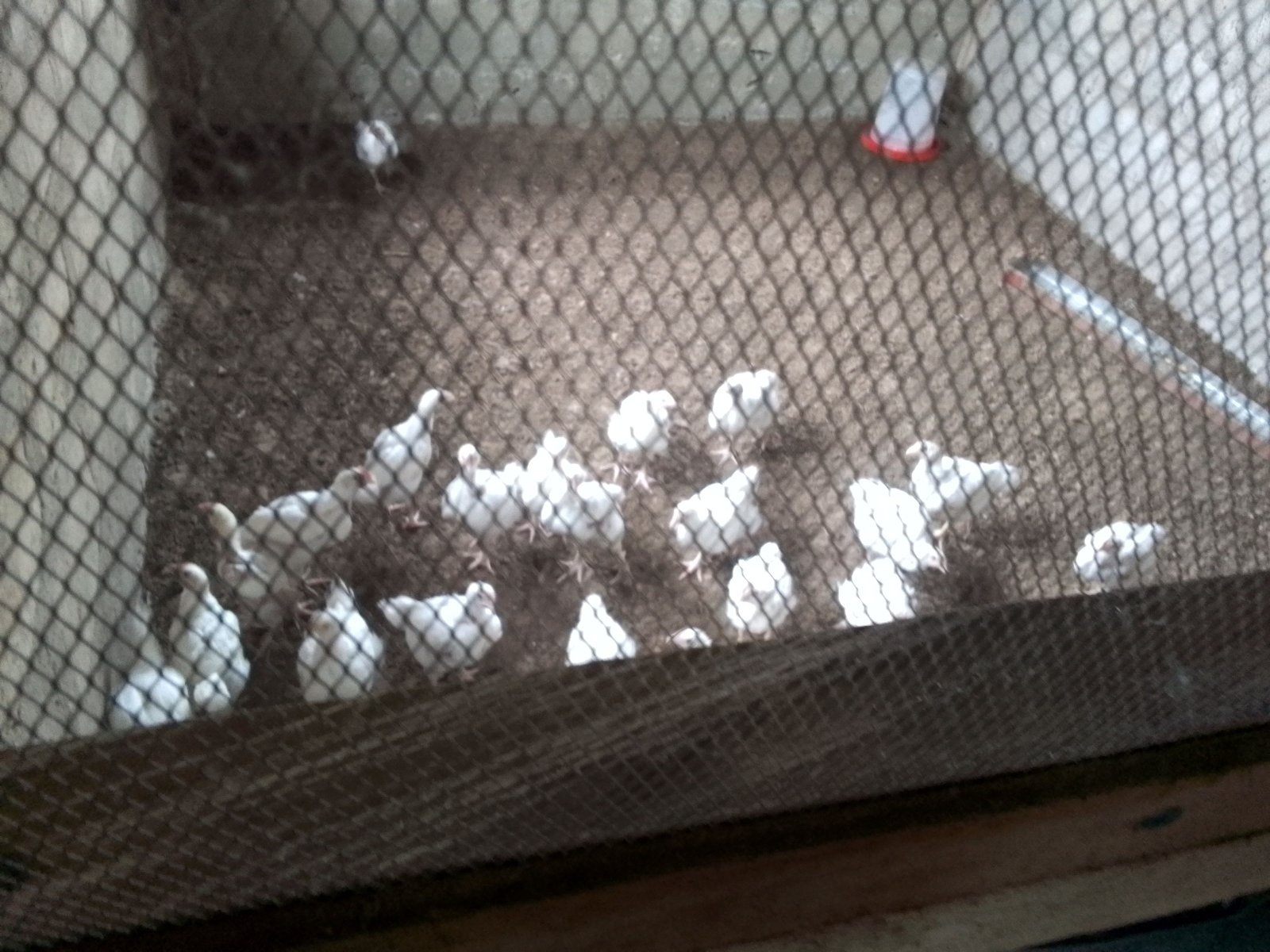 Day old birds and two weeks birds