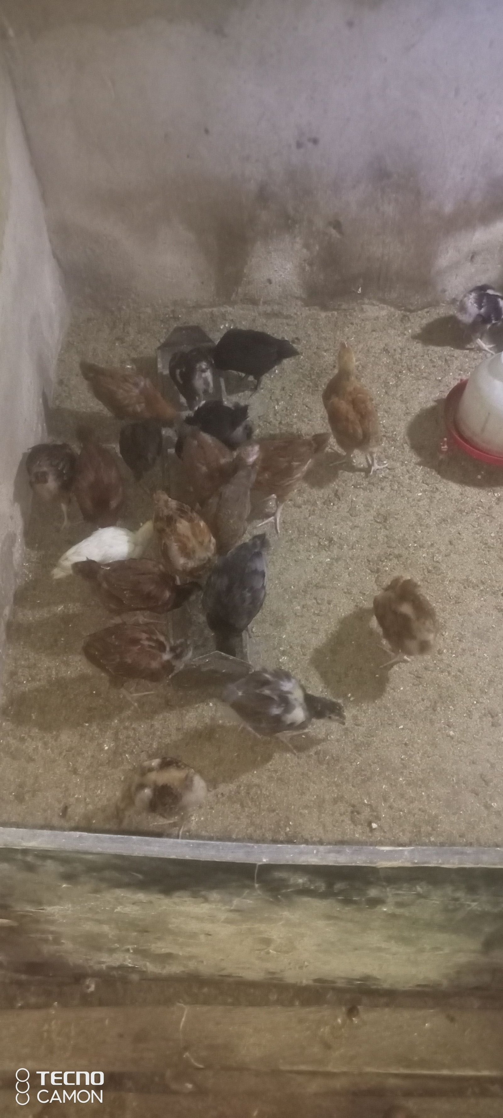All domestic animals available
